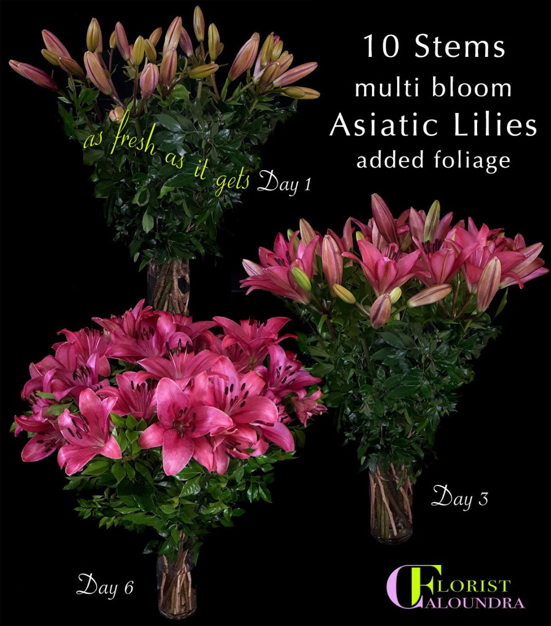 ASIATIC LILIES 
